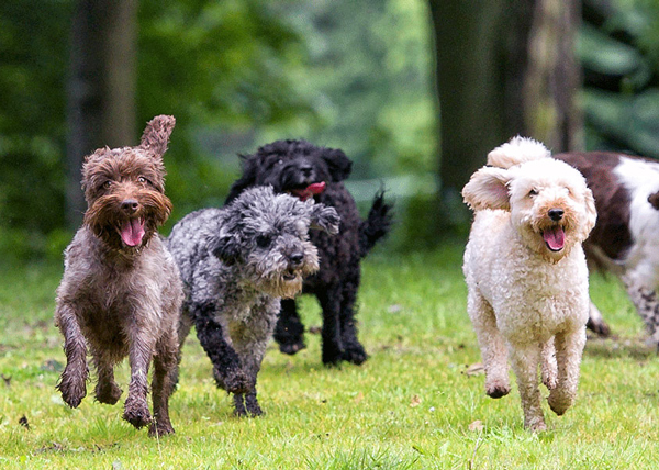 Obligatorischer Hundekurs Kumpanei